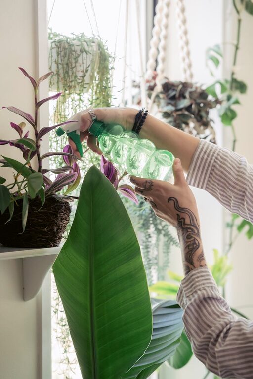 Essential Tips for Keeping Your Houseplants Healthy and Thriving
